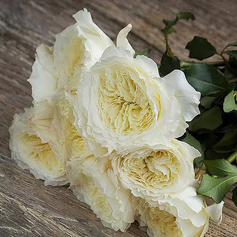 

Роза Патиенс. (Patience) АНГЛИЙСКАЯ