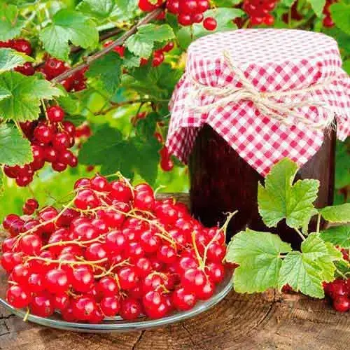 

Красная смородина / "ДАРНИЦА" / Премиум Качество / Саженцы