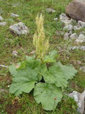 

Семена "Ревень"