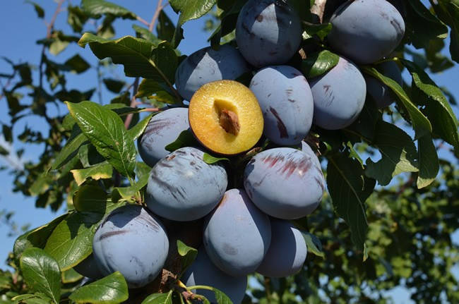 

Слива Топ Хит. (ввв). Подвой алыча