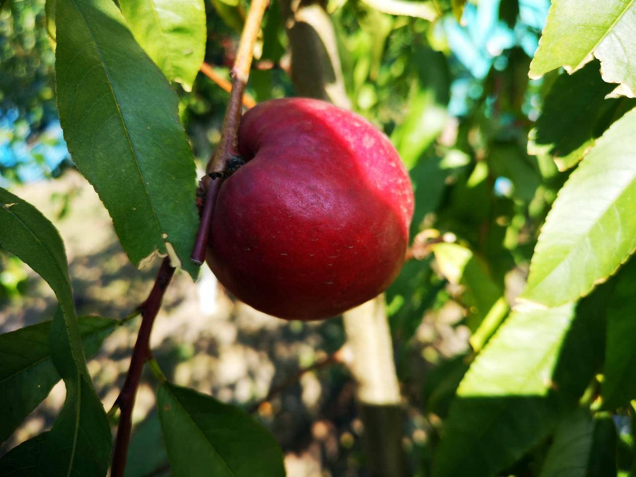 

Саженцы нектарина Свит Лeди (Sweet Lady)
