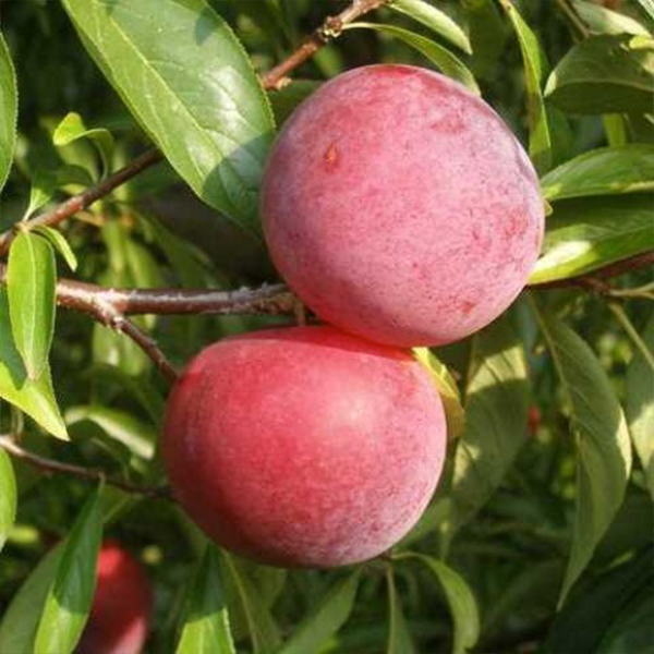 

Саженцы диплоидной сливы «Руби Кранч» - 2-летний