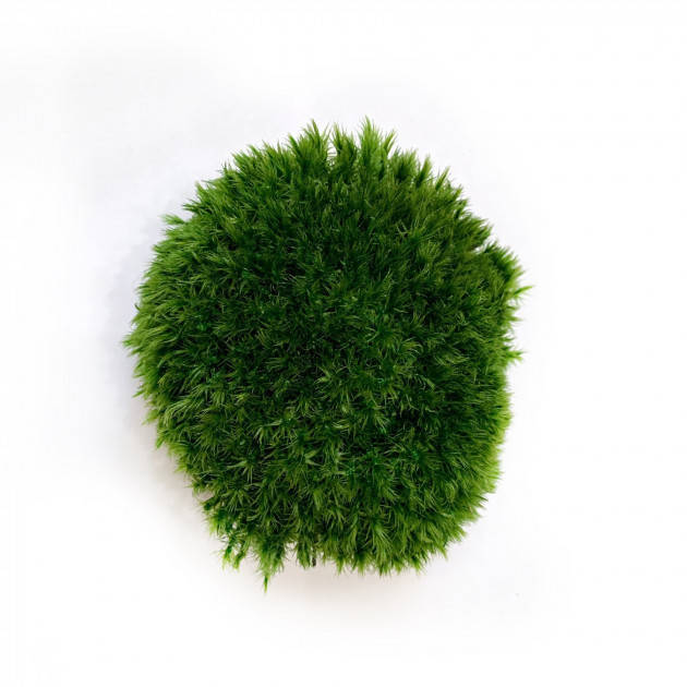 

Стабилизированный мох Прованс Королевский 100 г Green Ecco Moss