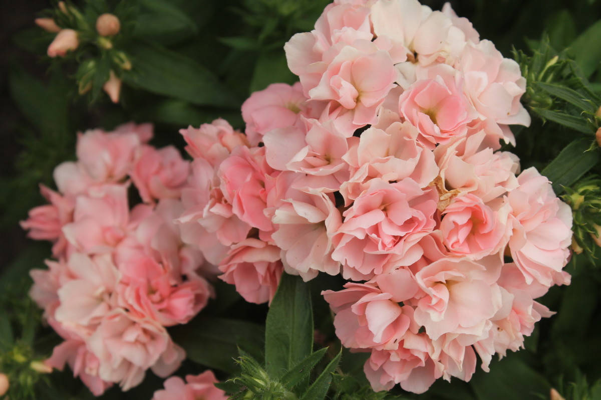 

Флокс Шанель (Chanel)