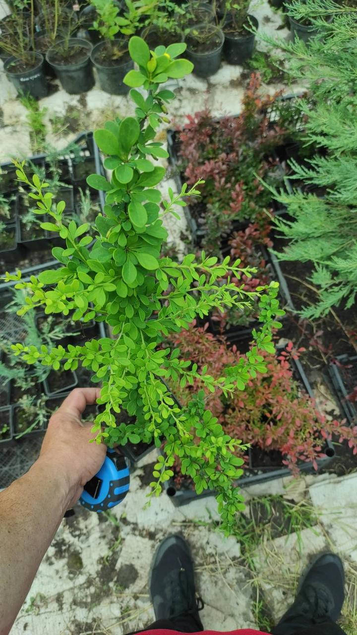 

Барбарис Тунберга Грин Орнамент (Green Ornament) 40-45см