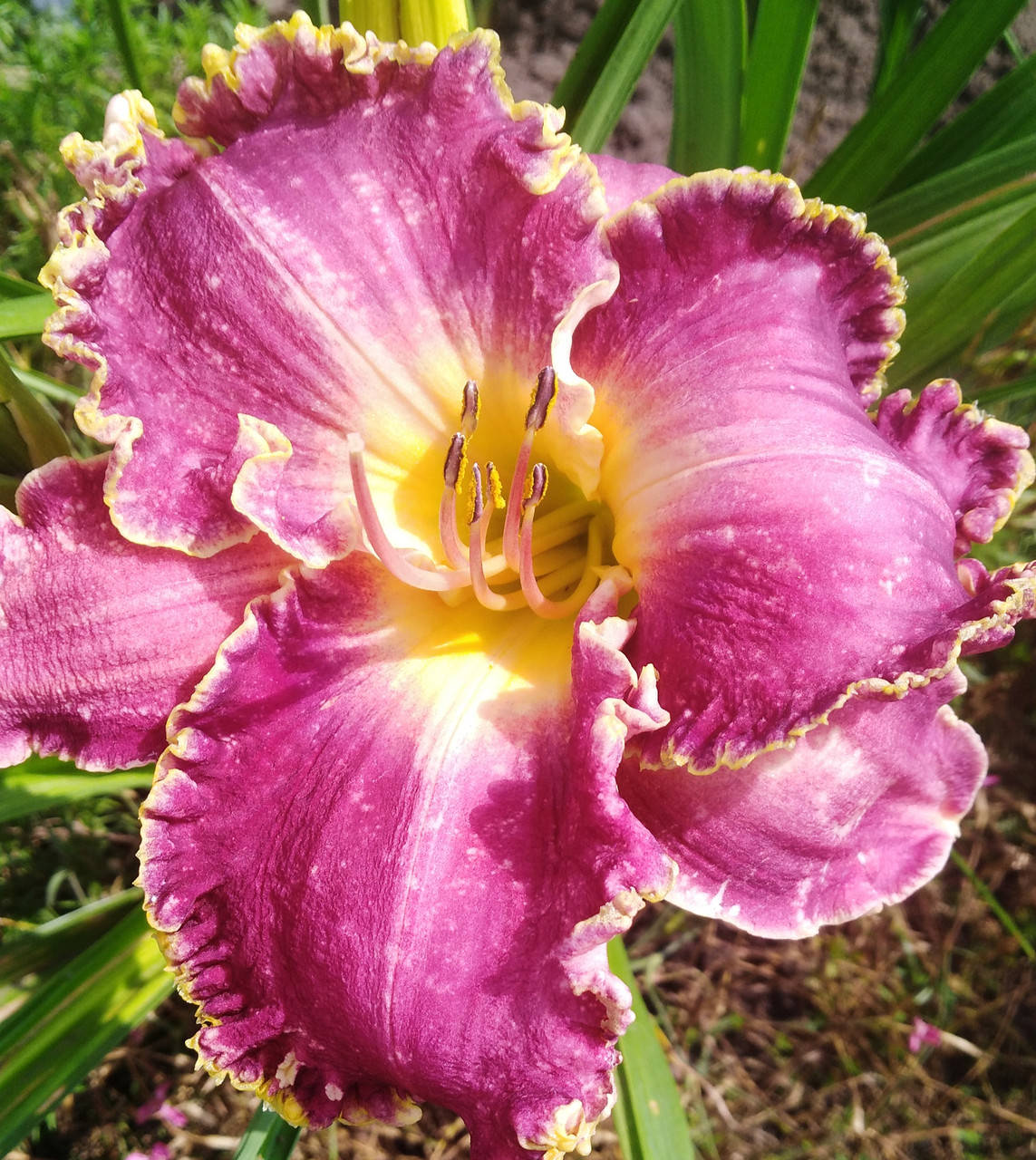 

Лилейник Sea of cortez, делёнка