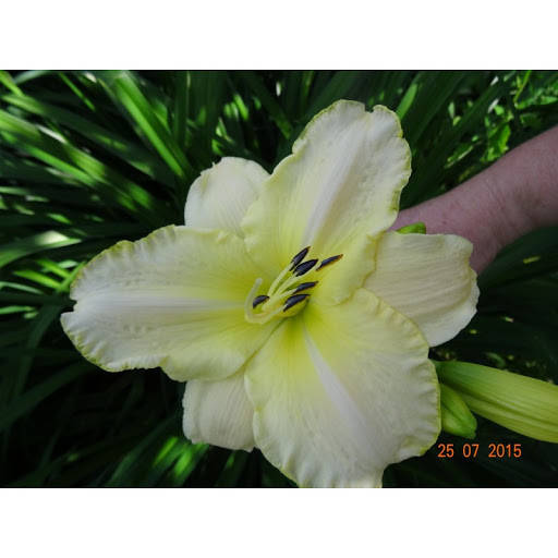 

Лилейник Арктик сноу, Hemerocallis Arctic snow