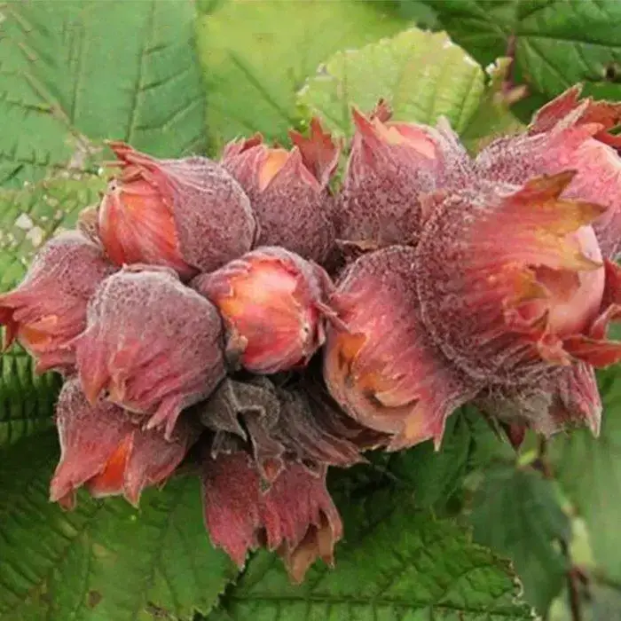 

Фундук "СИРЕНА КРАСНОЛИСТНЫЙ" 2х-летний / Саженцы / Премиум качество