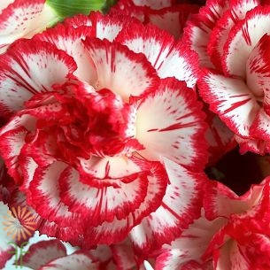 

Гвоздика Ред Энд Вайт (Red and White)