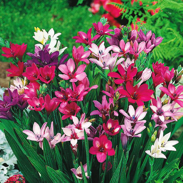 

Бабиана Kew Hybrids