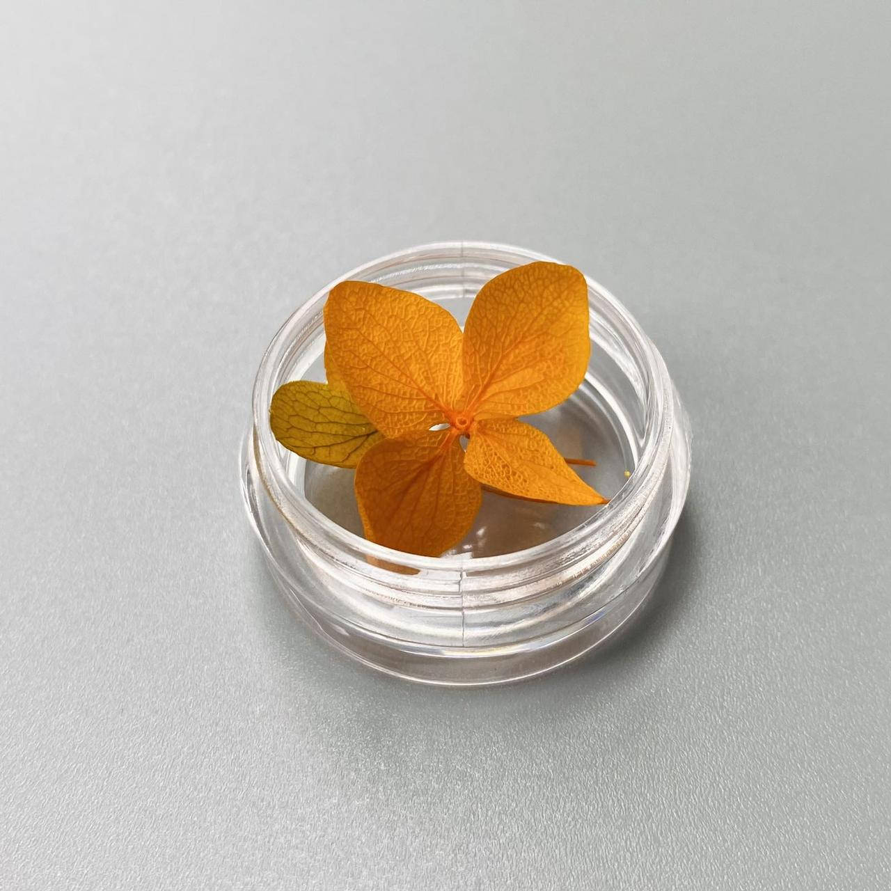 

Сухоцветы оранжевые лепестки, Оранжевый