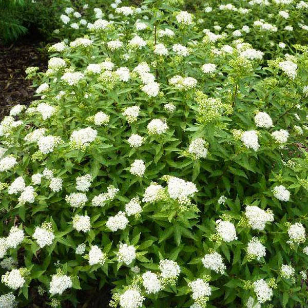 

Саженец Спирея японская Albiflora 0,5 л