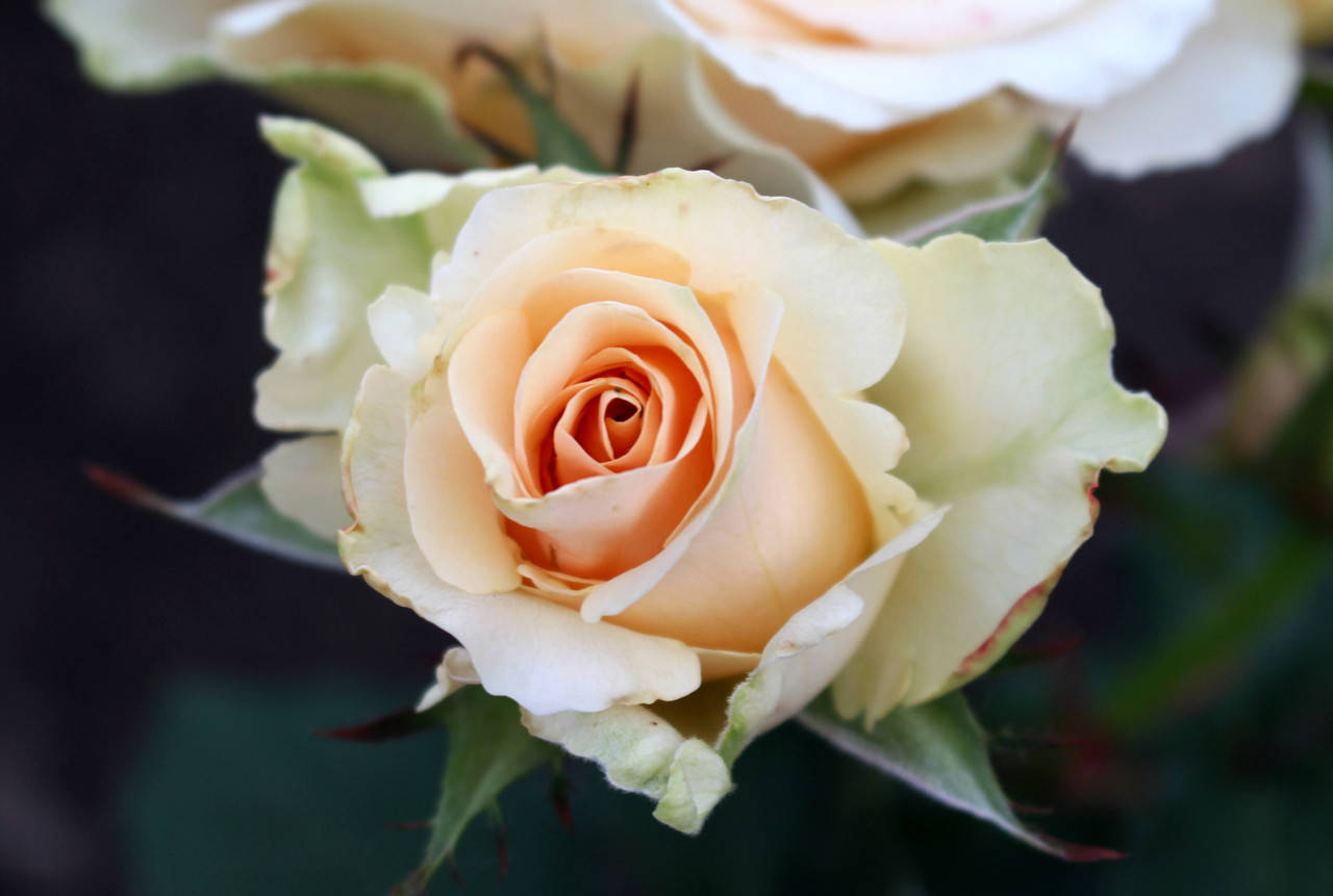 

Саженцы роз Примадонна (Prima Donna, Primadonna)