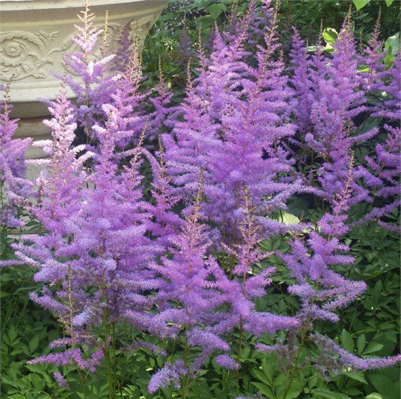

Астильба Аметист (Amethyst)