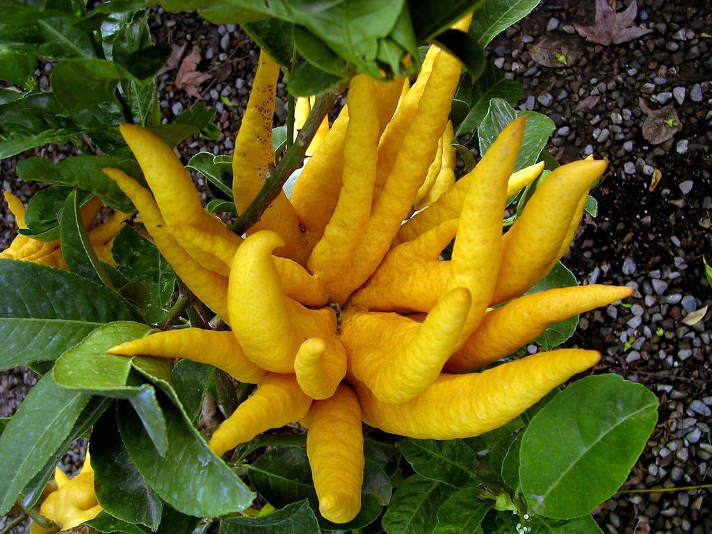 

Цитрон рука Будды (лат. Citrus medica sarcodactylis) до 20 см. Комнатный