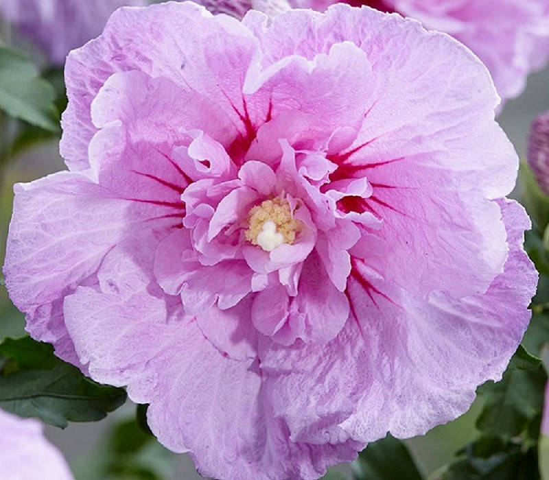 

Гибискус сирийский Lavender Chiffon