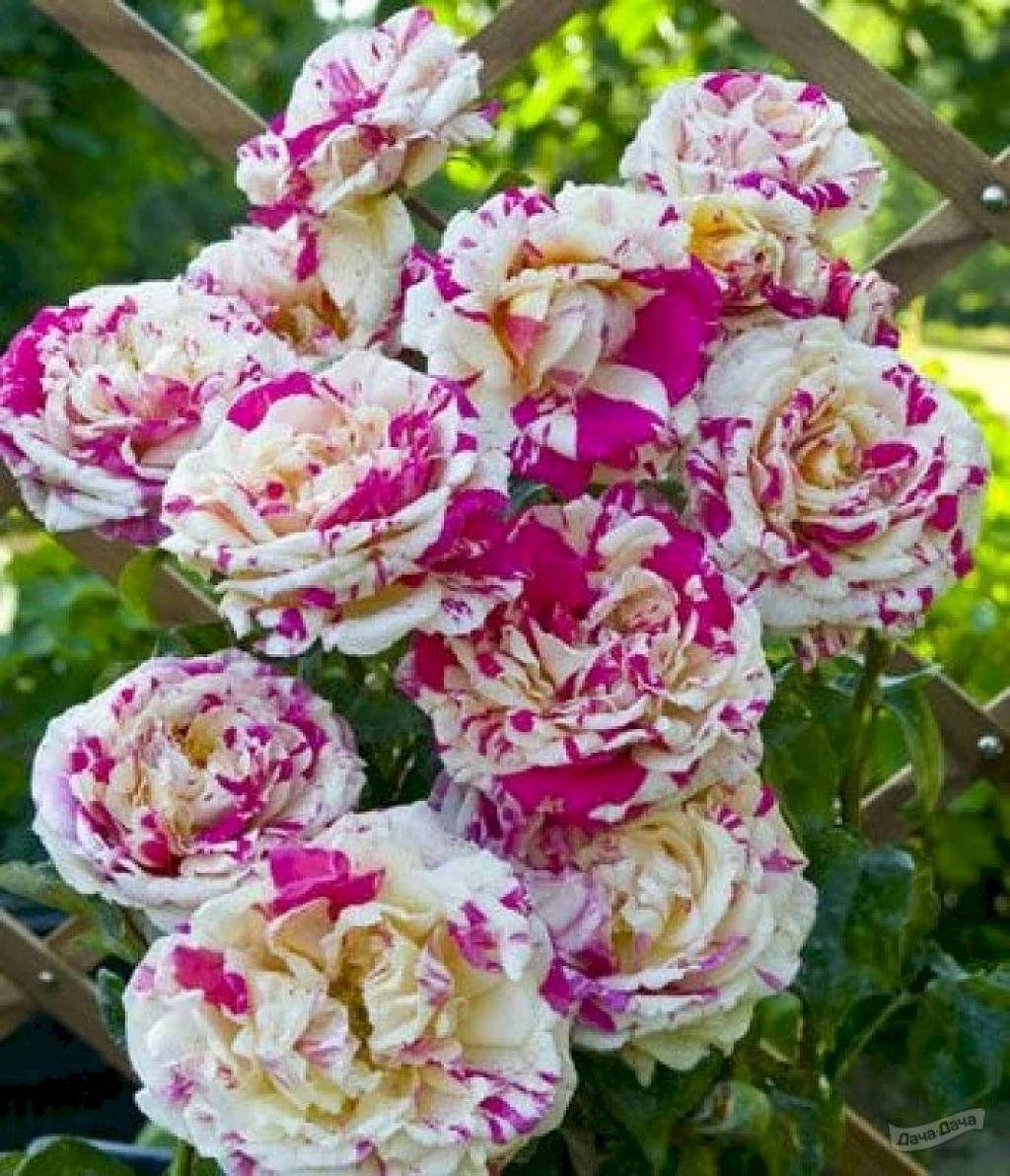 

Роза плетистая "ВАНИЛЛА ФРАЙЗ" ('Vanilla Fraise')