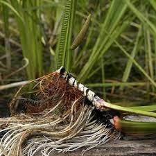 

СО2 Экстракт Аира, 10 грамм