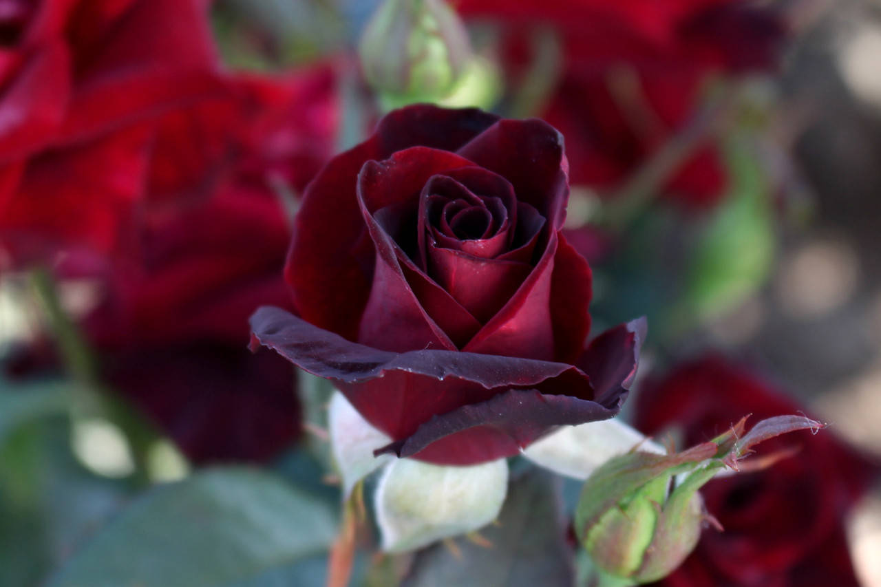

Саженцы роз Блэк Баккара (Black Baccara)
