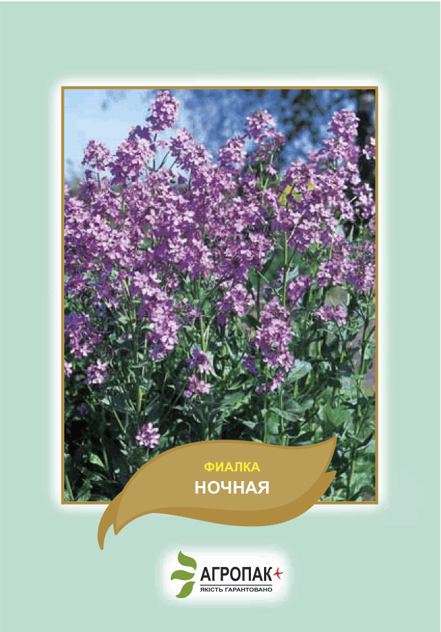 

Семена цветов Фиалка ночная Агропак плюс, Разные цвета