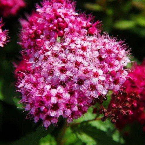 

Спирея Dart's Red (саженцы)