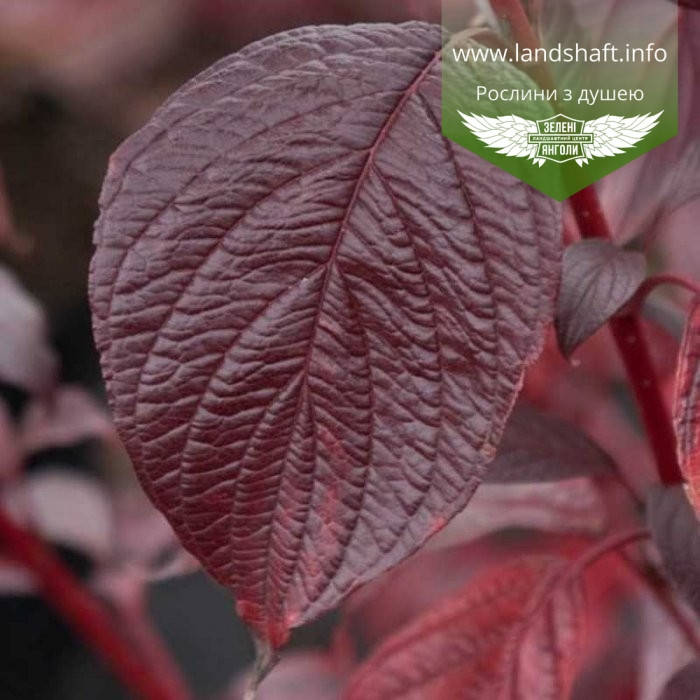 

Cornus alba 'Siberian Pearls', Дерен білий 'Сайберіан Перлз',C2 - горщик 2л
