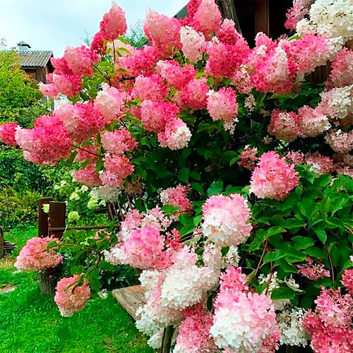 

Саженцы Гортензии метельчатой Ваниль Фрайз (Hydrangea paniculata Vanille Fraise)