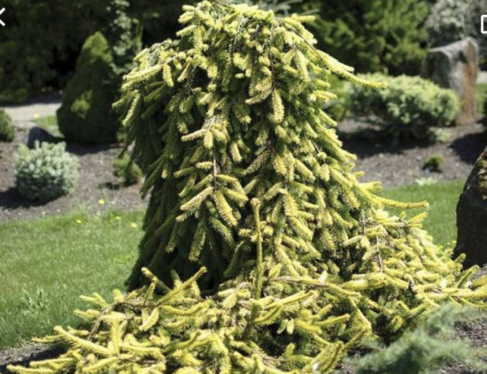 

Picea abies Gold Drift C-5