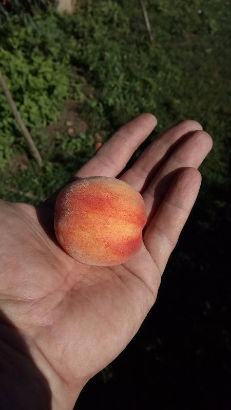 

Саженцы Персика Київський ранній