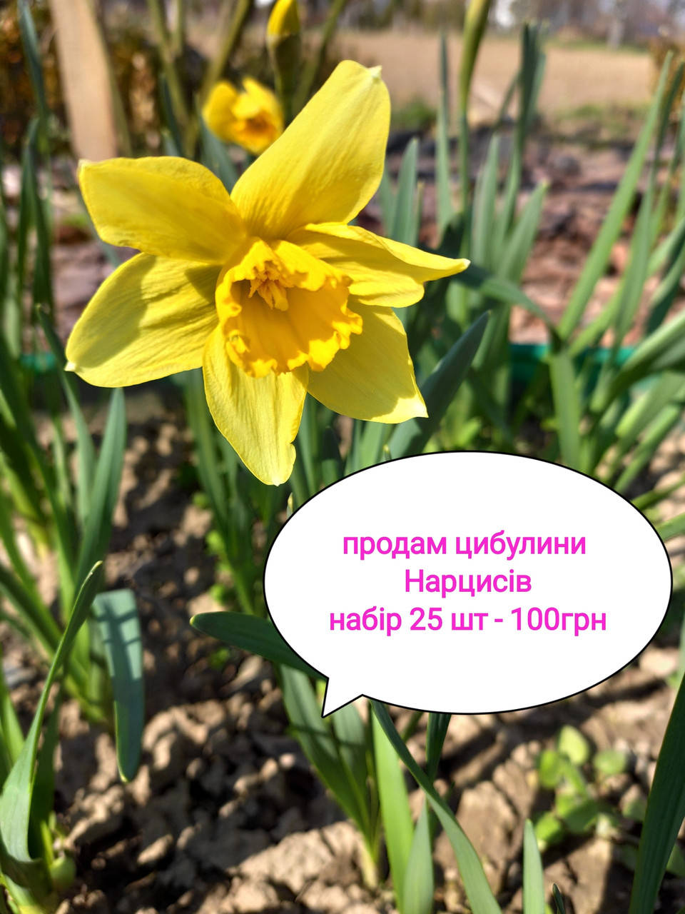 

Цибулини Нарцисів набір 25 шт 100 грн