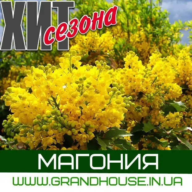 

Магония Жёлтая / Саженцы / Премиум Качество
