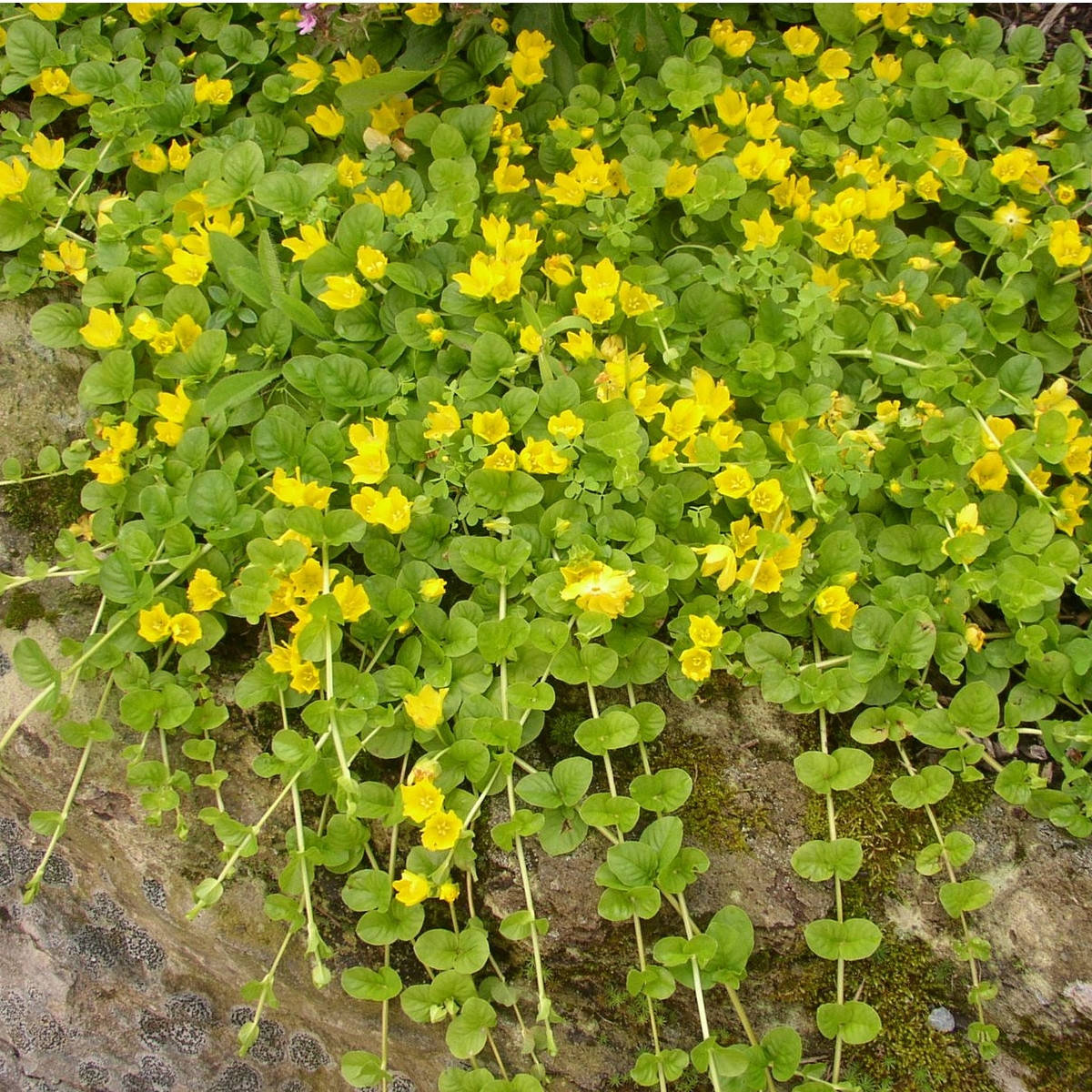 

Вербейник монетчатый - Lysimachia nummularia