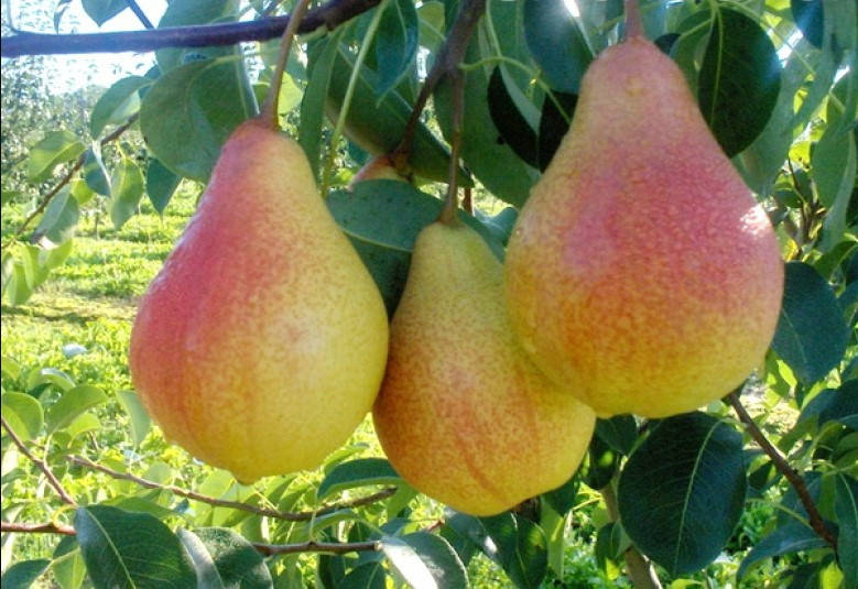 

Груша Мария (поздний сорт)