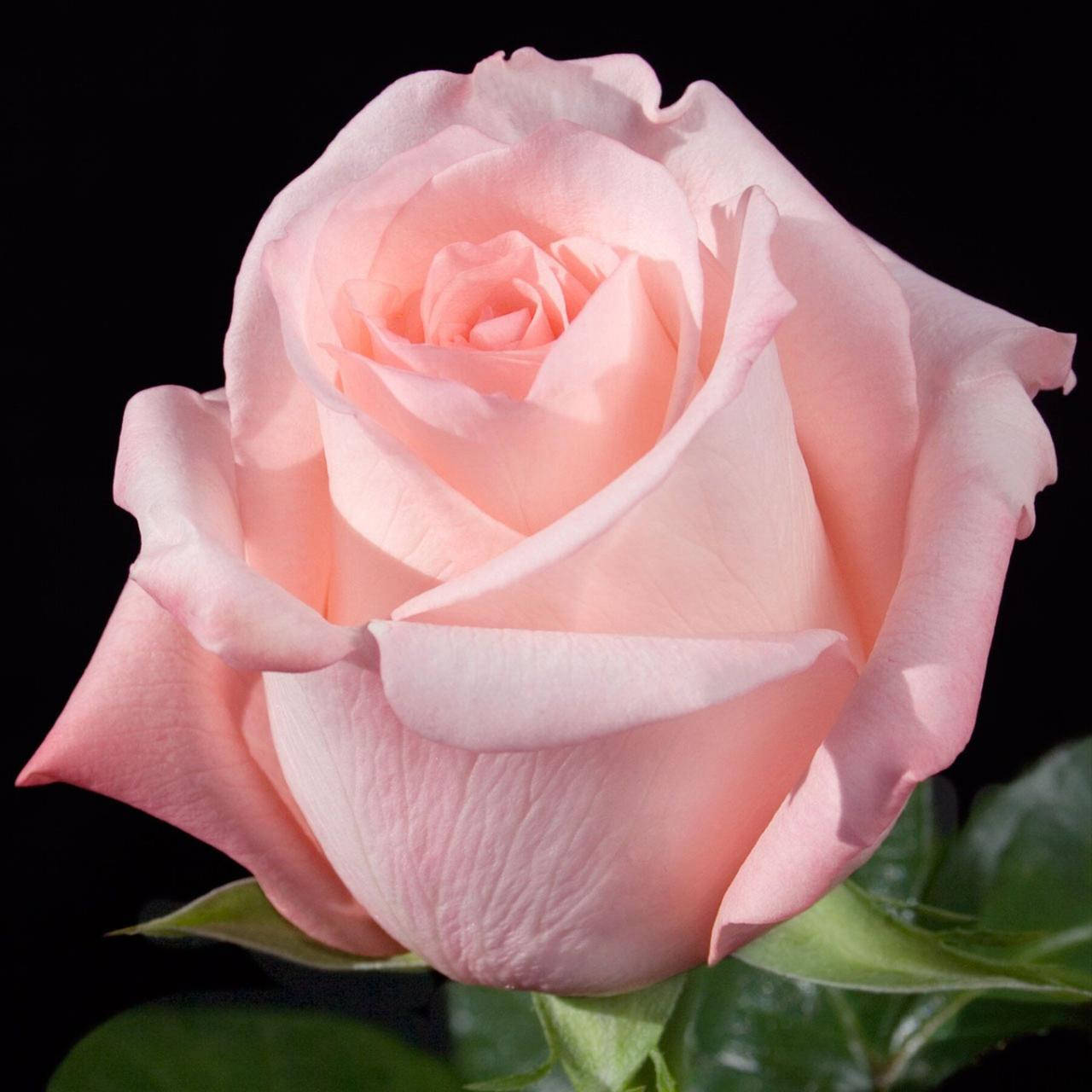 

Роза чайно-гибридная Ангажемент, Rose Engagement