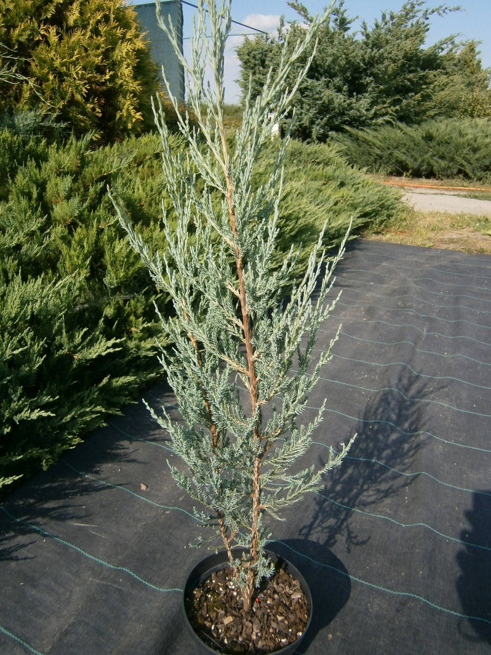 

Можжевельник скальный Скайрокет высота/ширина 40-50 см/15 см (контейнер 3 л)