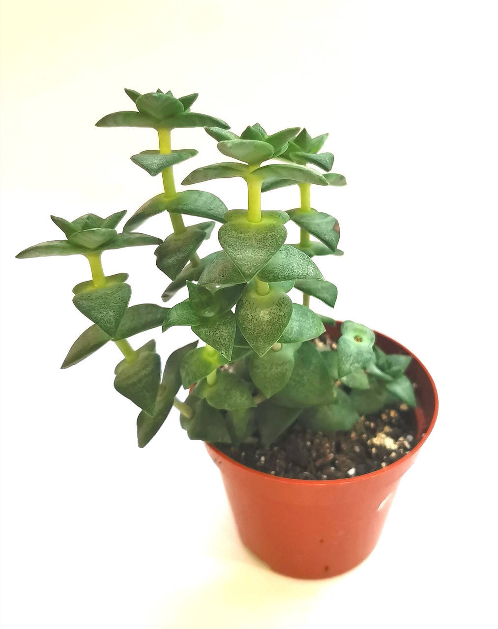 

Крассула Crassula perforata Суккулент Комнатное растение