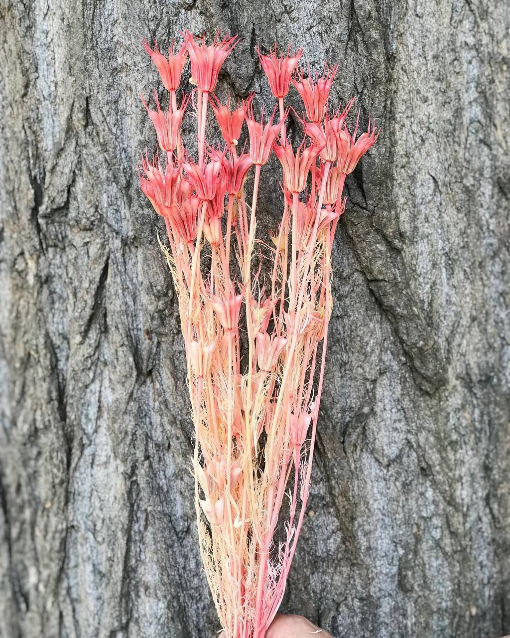 

Сухоцвет Нигелла