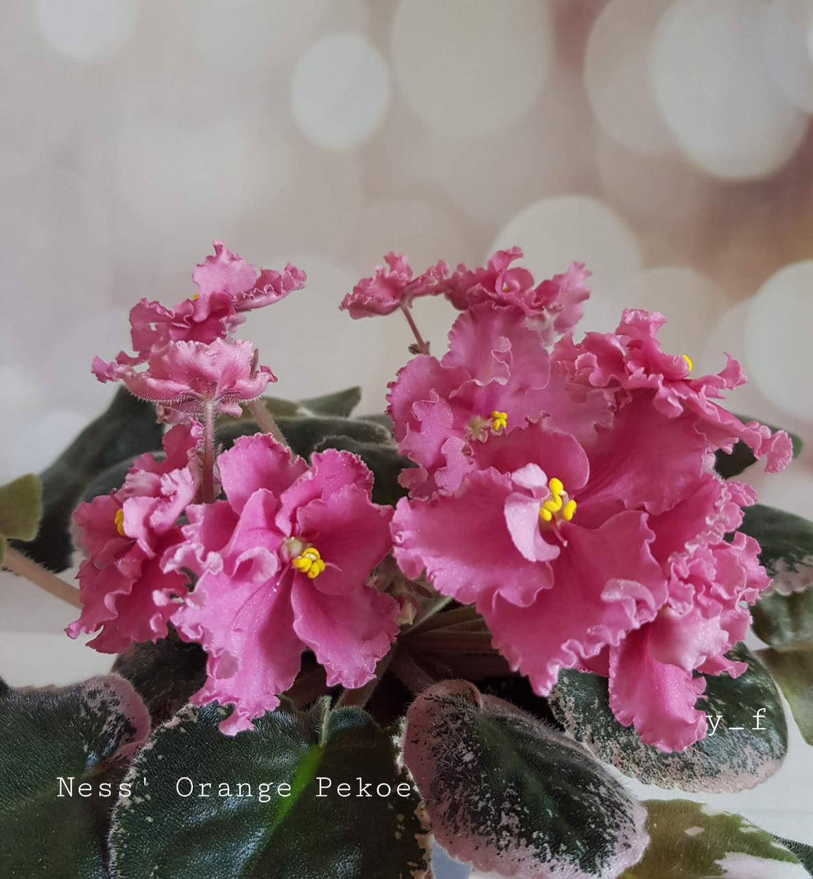 

Фиалка Ness' Orange Pekoe (D. Ness) дітка, Оранжевый