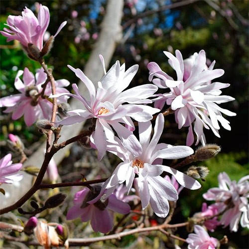 

Магнолия Stellata Rosea