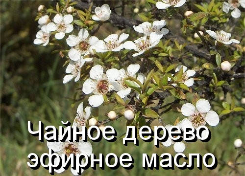 

Чайное дерево-эфирное масло(Германия)-10 мл