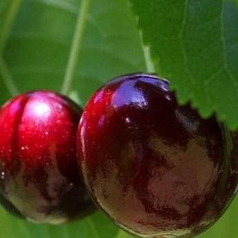 

Саженцы черешни "Бичаче сердце" (средний срок созревания)