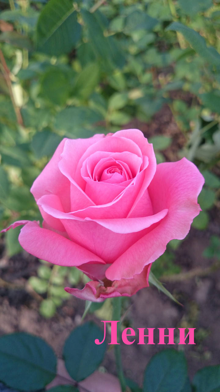 

Роза чайно-гибридная Ленни (Lenny)