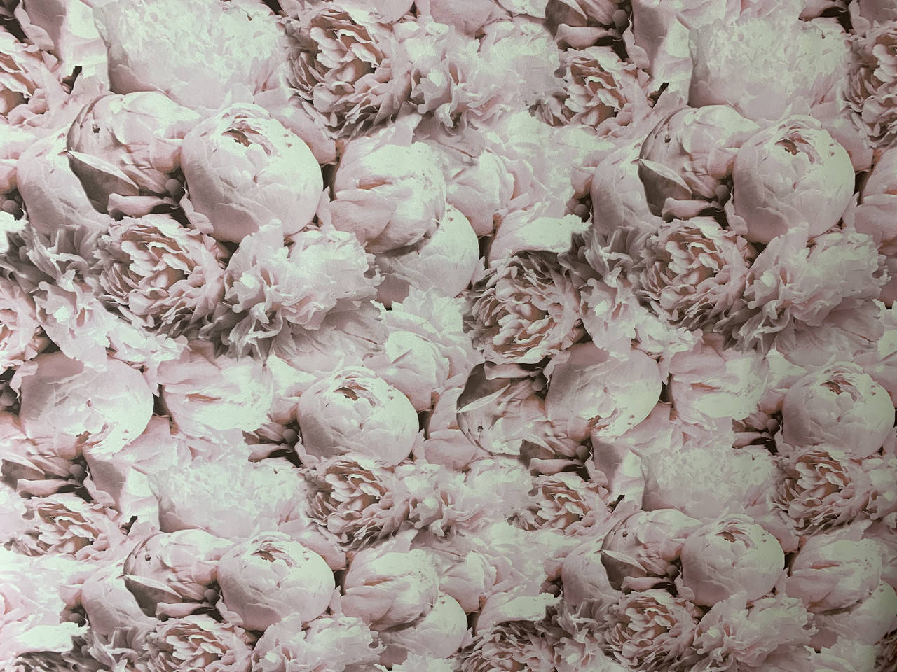 

Обои на флизелиновой основе AS Creation 37658-2 пионы 1,06*10,05м, Розовый