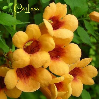 

Кампсис Джуди (Campsis radicans Judy)