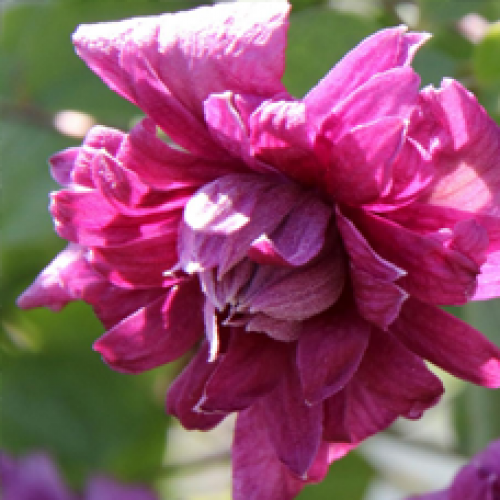 

Клематис Purpurea Elegans (Пурпура Элеганс)