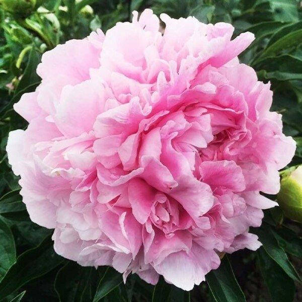 

ПИОН ТРАВЯНИСТЫЙ PINK GIANT (КОРНЕВИЩА).