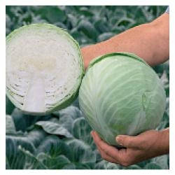 

Семена Капуста белокочанная поздняя Анкома F1, 1000 семян Rijk Zwaan