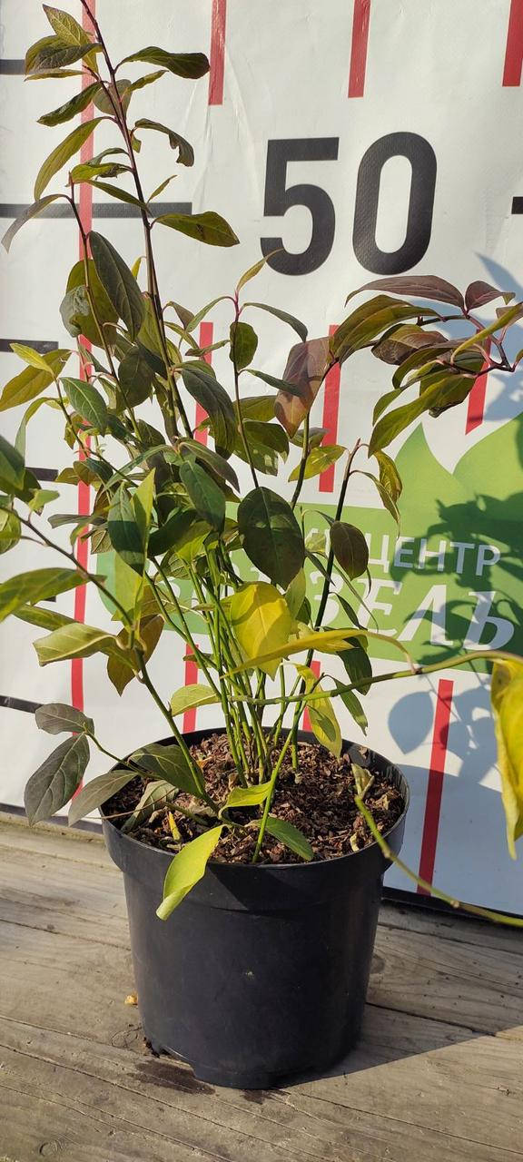 

Ітея віргінська / Itea virginica С3 / Н 30-40