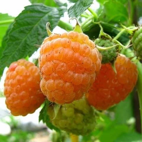 

Малина Ярославна