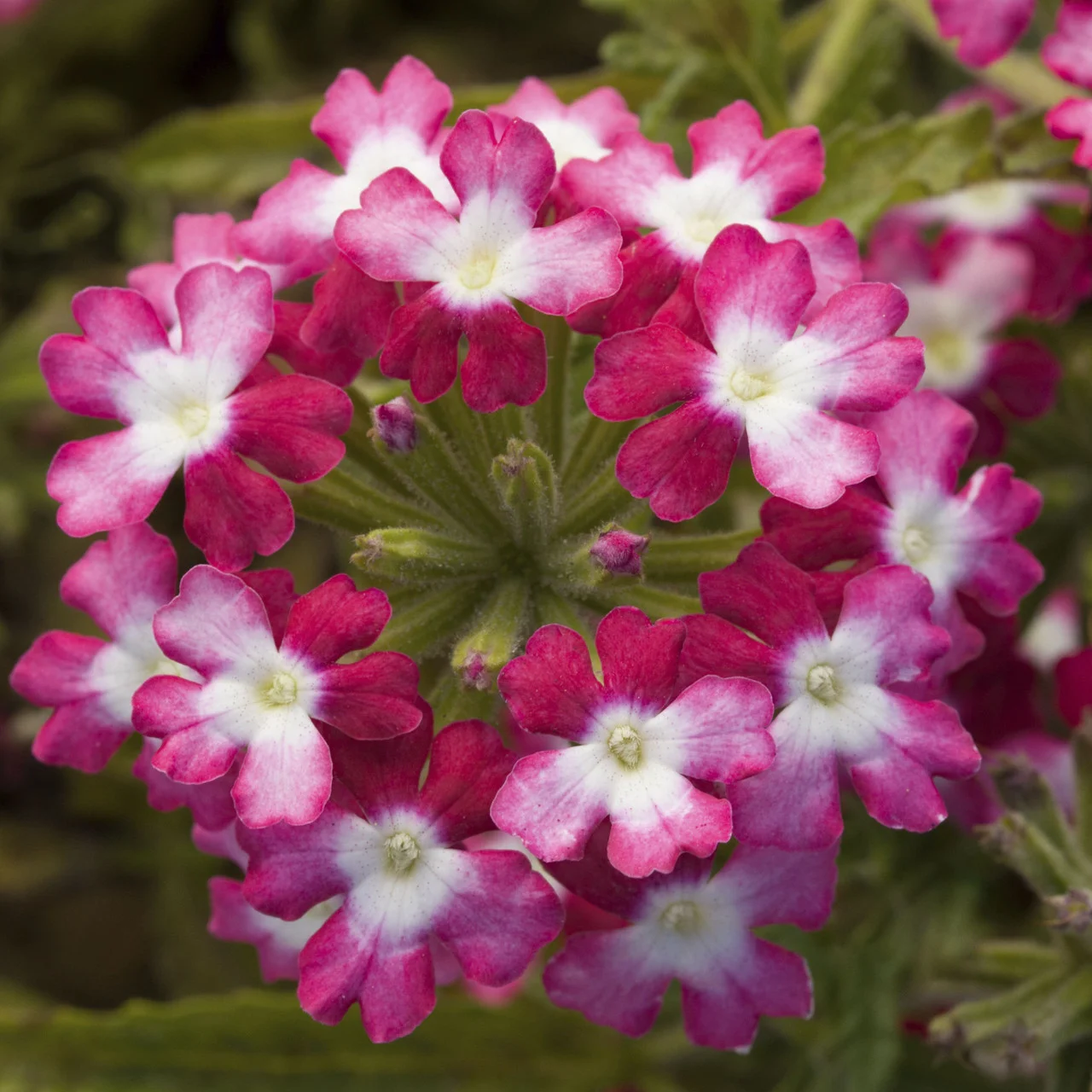 

Семена вербены 10 шт Obsession(Обсешн) Syngenta Голландия Twister Red